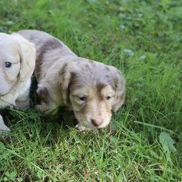 Dachshund Puppies from Bald Mountain Dachshunds