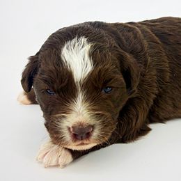 Elphaba - Red female Miniature American Shepherd puppy in Smithville, Arkansas from Cooper Creek Aussies