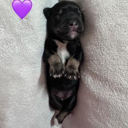 Purple Heart - Black female Miniature Schnauzer puppy in White Plains, Kentucky from Devon Dunlap