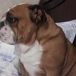 Bulldogs and Mastiffs from Rosehill Mastiffs & Bulldogs