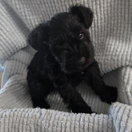 Girl 4 green - Black female Miniature Schnauzer puppy in Fresno, California from Findell Kennel, LLC