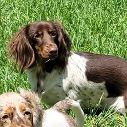 Gracie Rose - Dachshund