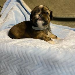 Boy 1 - Tricolor male Shih Tzu puppy in Zeigler, Illinois from Dandy Little  Shih Tzu, Shih Poo's and Toy Poodles