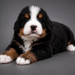 Rey - Tri-color female Bernese Mountain Dog puppy in Lecanto, Florida from Lecanto Puppy