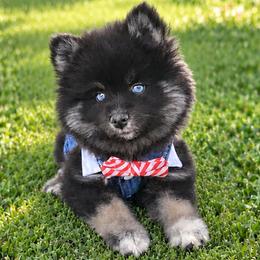 Pomskies from My Pomsky Palace