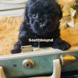 Baby Gold - Black female Poodle puppy in Leoma, Tennessee from Southbound Kennel