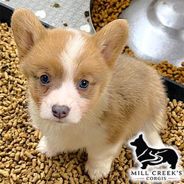 Spice-STUNNING red girl with natural long tail - Red female Pembroke Welsh Corgi puppy in Taylorsville, North Carolina from Mill Creek’s Pembroke Welsh Corgis and French Bulldogs