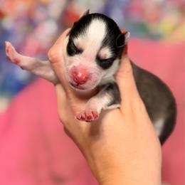 Girl 1 - Black and white female Pomsky puppy in Centerville, Iowa from LJ Kennels Pomskies, LLC