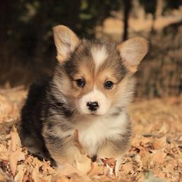 Boy 2 - Black and tan male Pembroke Welsh Corgi puppy in Williams, California from Bear Creek Corgis