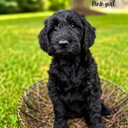 Pink girl - Black female Goldendoodle puppy in Valdese, North Carolina from Doodling All Day Goldendoodles