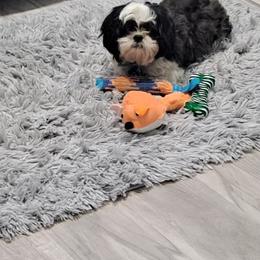 Shih Tzu and West Highland White Terrier Puppies from Westies of Morrison