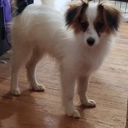 Papillon puppies from LISSALANA PAPILLONS