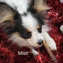 Papillon All Grown Up from DejaVu Papillons