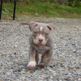 Shrimp - American Bully puppy in Nashville, Tennessee from SimplyBullies