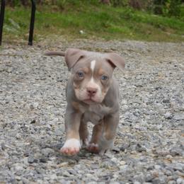 Shrimp - American Bully puppy in Nashville, Tennessee from SimplyBullies