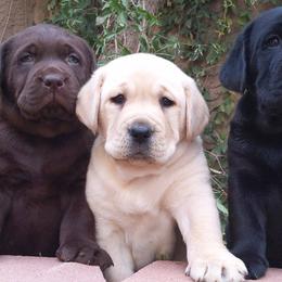 Labrador Retrievers from Daisy Mountain Labs