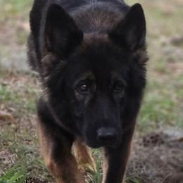 Nova - German Shepherd