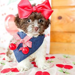 Millie - Chocolate female Cavapoo puppy in Rattan, Oklahoma from Double M Cocker Spaniels