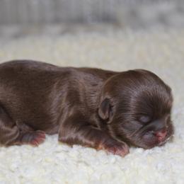 Boy 2 - Liver male Shih Tzu puppy in Eunice, Louisiana from 4J's Cajun Kennels