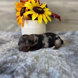 Clover - Dapple female Dachshund puppy in Indianapolis, Indiana from Homegrown Hoosier Kennels