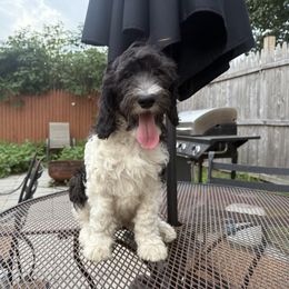 Red Band Boy (read complete description) - Black male Labradoodle puppy in Plainfield, New Jersey from Caris Paws Poodles and Doodles