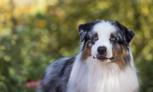 Blue merle MAS