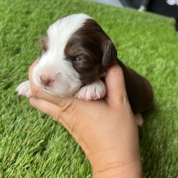 LuLu - Red tri-color female Miniature American Shepherd puppy in Troy, Ohio from Wiggle Wags Miniature American Shepherds