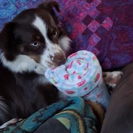 Eliza jane - Australian Shepherd