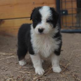 BATTY - Black tri-color female Australian Shepherd puppy in Star City, Arkansas from Blush & Lace Aussie Co.