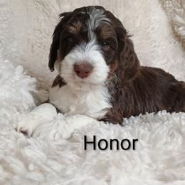 Honor - Tri-color male Bernedoodle puppy in Marion County, Ohio from Hatten Homestead Kennels