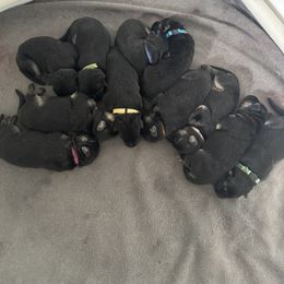 German Shepherd Puppies from Ak