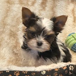 The Almighty Zeus - Black tan and white male Biewer Terrier puppy in Lebanon, Oregon from SD99Biewers