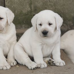 Labrador Retriever Puppies from Polar Bear Farms