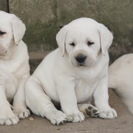 Labrador Retriever Puppies from Polar Bear Farms