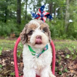 Small Fry - Parti male Goldendoodle puppy in Camden, North Carolina from Oopsie Doodles of NC