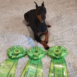 Manchester Terriers from CA Dreaming Canines