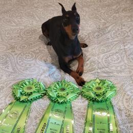 Manchester Terriers from CA Dreaming Canines