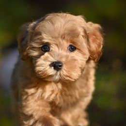 Bobble - Apricot male Maltipoo puppy in Bellingham, Washington from My Sweet Poodles and Doodles