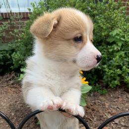 Pembroke Welsh Corgi Puppies from Cahas Corgis