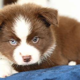 Hennessey - Red tri male Miniature Australian Shepherd puppy in Ellsinore, Missouri from Shebang Aussies