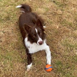 Border Collies from Rena’s Borders