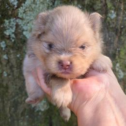 Mieka Sanoia pup 2 - Chocolate and tan female Pomeranian puppy in Carrollton, Georgia from B AND R'S POMERANIAN'S