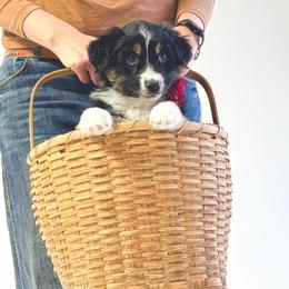 Nova - Black tri female Miniature American Shepherd puppy in Verdi, Nevada from EverSummer Minis