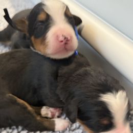Male Berner 1 - Tri-color male Bernese Mountain Dog puppy in Gardner, Kansas from Faith and Family Farm
