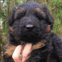 Purple Collar - Female - Black and red female German Shepherd puppy in Charlotte, North Carolina from Zuflucht K9s