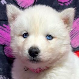 AKC Sapphire - White female Siberian Husky puppy in Centreville, Maryland from Huskies By the Bay