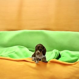 Dachshund puppies from SR Mini Dachshunds