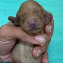 Red girl - Red female Dachshund puppy in Honolulu, Hawaii from A&A Mini Dachshunds