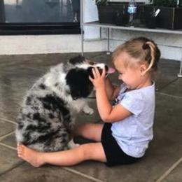 Miniature American Shepherds from Too Mini Aussies/ Miniature American Shepherds