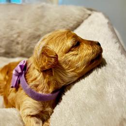 Poodle and Shih Tzu Puppies from Amarilys ShihTzus & Poodles